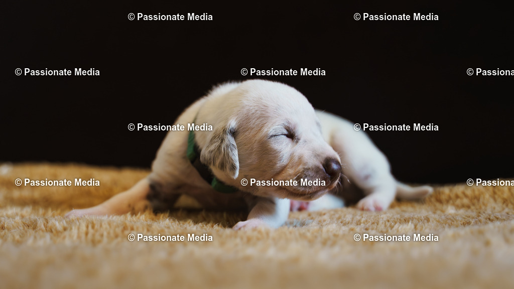 DSC03771 | Passionate Media, dein Fotograf aus Brandenburg, Märkisch Oderland, im Bereich Motorsport, Autos und Motorräder sowie Events und auch Hunde. Shootings oder auch Eventbegleitungen können bei mir gebucht we