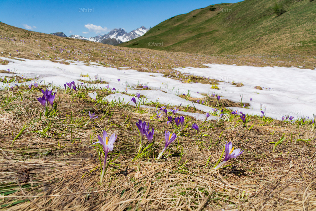 Lesachtal-Juni21_124545-k | Fatzi Bilder-Archiv! 
Die Bilder sind für private Nutzung lizenzfrei. Die kommerzielle Nutzung ist möglich und erwünscht, jedoch bitte ich um vorherige Kontaktaufnahme per E-Mail (info@fatzi.at) oder unter +43 650 7828269 - Realisiert mit Pictrs.com