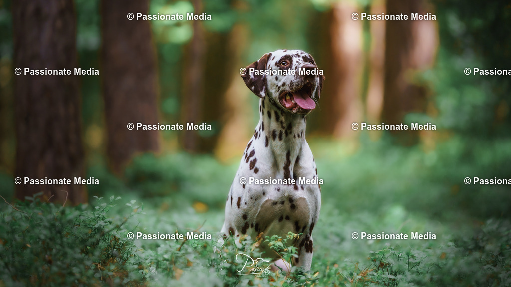 DSC06271 | Passionate Media, dein Fotograf aus Brandenburg, Märkisch Oderland, im Bereich Motorsport, Autos und Motorräder sowie Events und auch Hunde. Shootings oder auch Eventbegleitungen können bei mir gebucht we