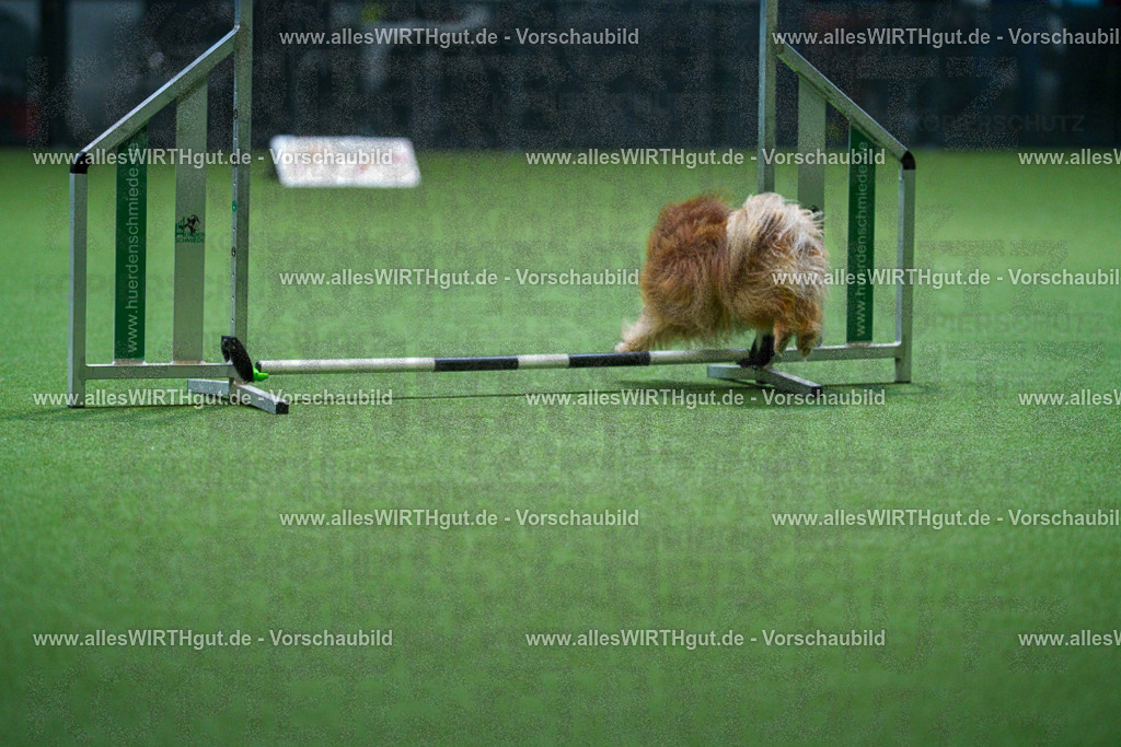 7R501767 | Professionelle Tierfotografie in Mönchengladbach von Daniel Wirth (allesWIRTHgut). Liebevolle & natürliche Bilder von Hunden & Katzen für unvergessliche Erinnerungen.