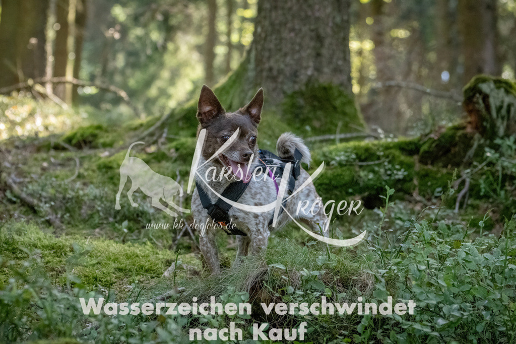 1222_ZZ94200 | kk-dogfotos