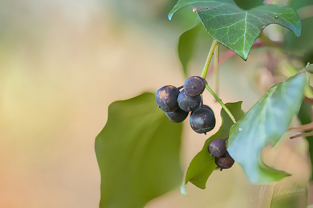 0 | 0 - Realisiert mit Pictrs.com