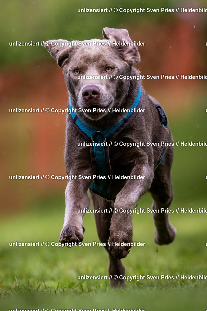 Sven Pries | 2024-04-21 - Hunderennen Baden-Oos
Foto: Sven Pries - Realisiert mit Pictrs.com