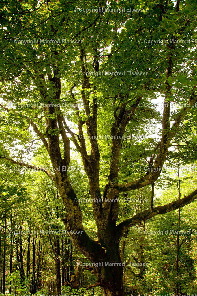 WB-042 | Große verzweigte Buche mir grünen Blättern im Bergwald - Realisiert mit Pictrs.com