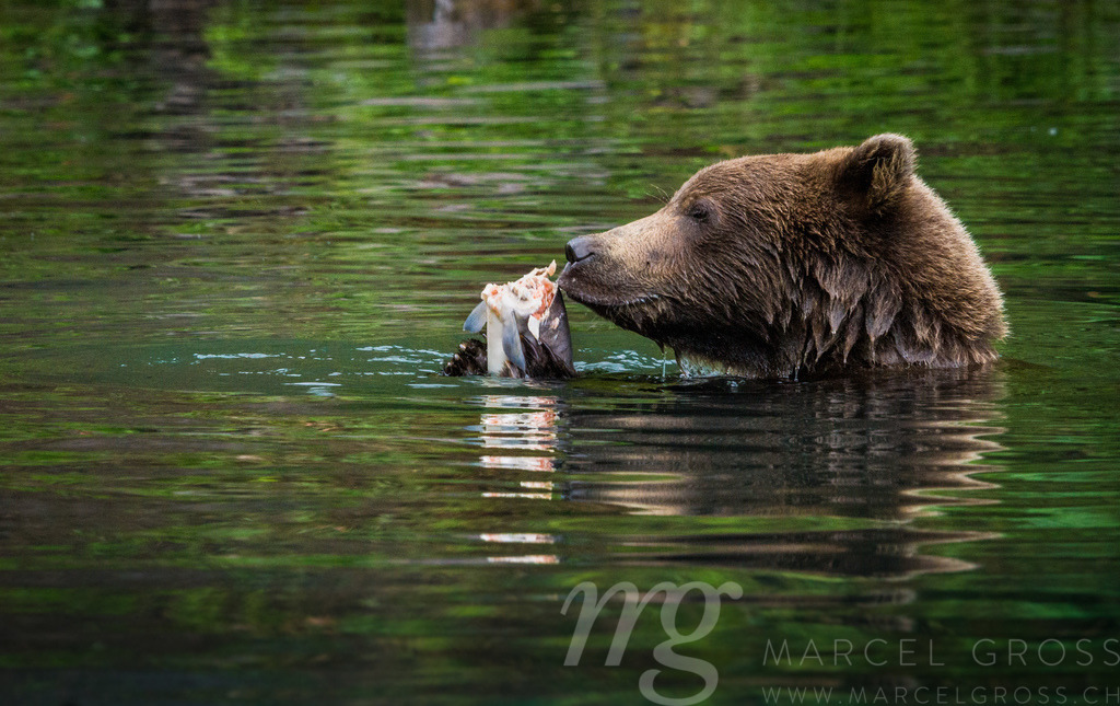 Grizzly Bear Cub feeding on Salmon | In beautiful Lake Clark National Park in Alaska - Realisiert mit Pictrs.com