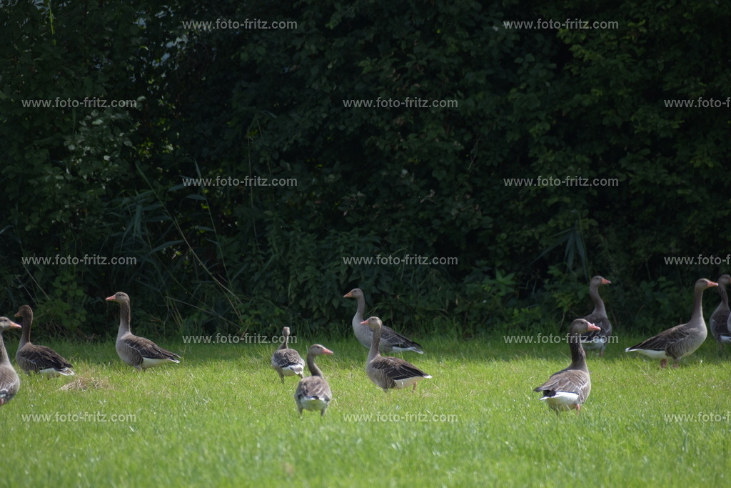 JUN_8694 | www.foto-fritz.com - Realisiert mit Pictrs.com