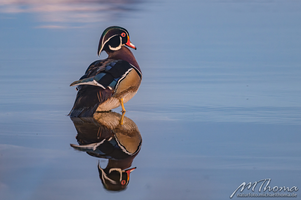 Männliche Brautente im Prachtkleid | Dies ist der Online-Shop von naturfoto.michaelthoma.de. Ich bin leidenschaftlicher Naturfotograf und fotografiere von der Andromedagalaxie bis zum Zwergtaucher, von der Ameise bis zum Orionnebel alles was mit Natur zu tun hat. Hier kann eine Auswahl meine - Realisiert mit Pictrs.com