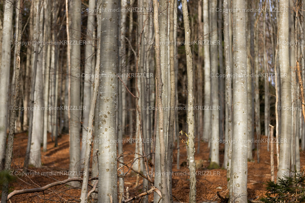 _J3A9174 | medienkrizzler - Realisiert mit Pictrs.com