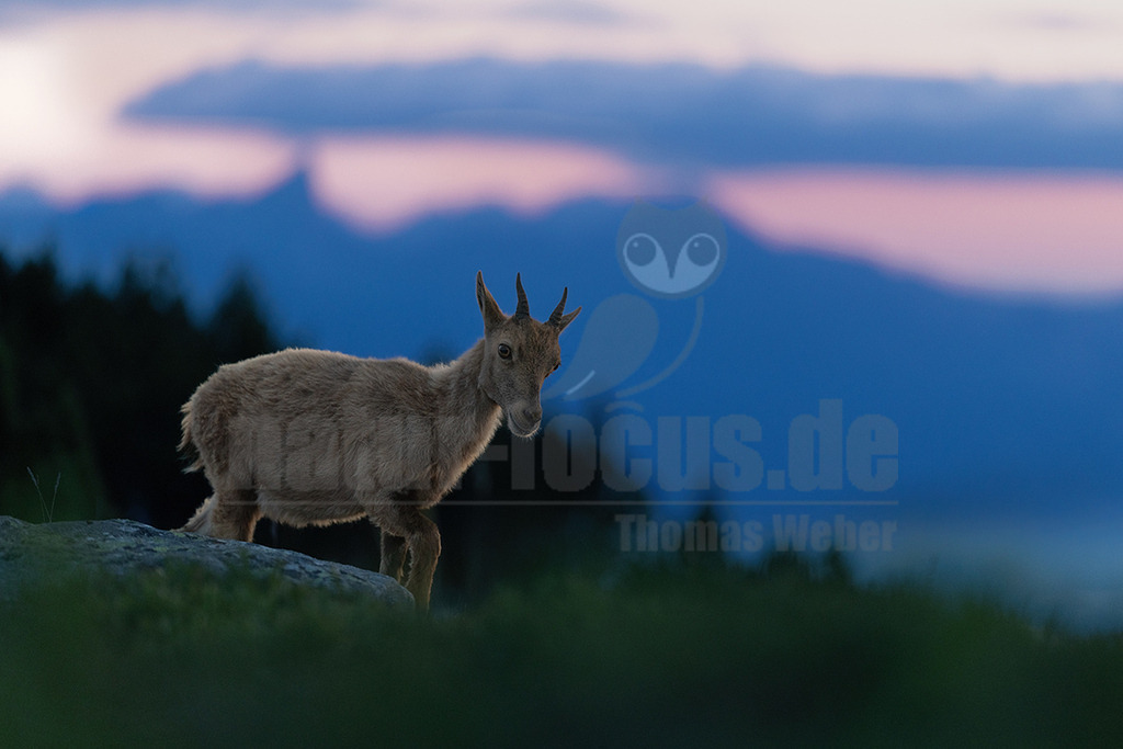 R5NF4759_20250709 | Ein junger Steinbock (Capra ibex) steht auf einem felsigen Vorsprung vor einer malerischen Berglandschaft in der Dämmerung. Der Himmel im Hintergrund zeigt sanfte Übergänge von tiefem Blau zu zartem Rosa und Violett, während die Silhouetten der Berge und Bäume dunkel erscheinen. Das Tier blickt direkt in die Kamera. - Realisiert mit Pictrs.com
