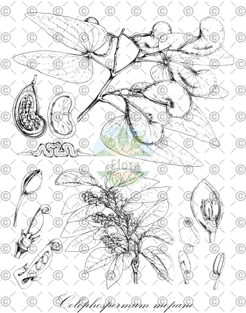 HistAbb_wfo-0000860547_1_ENZY_Simple | Historische Abbildung von Colophospermum mopane - Fabaceae | Historical Illustration of Colophospermum mopane - Fabaceae