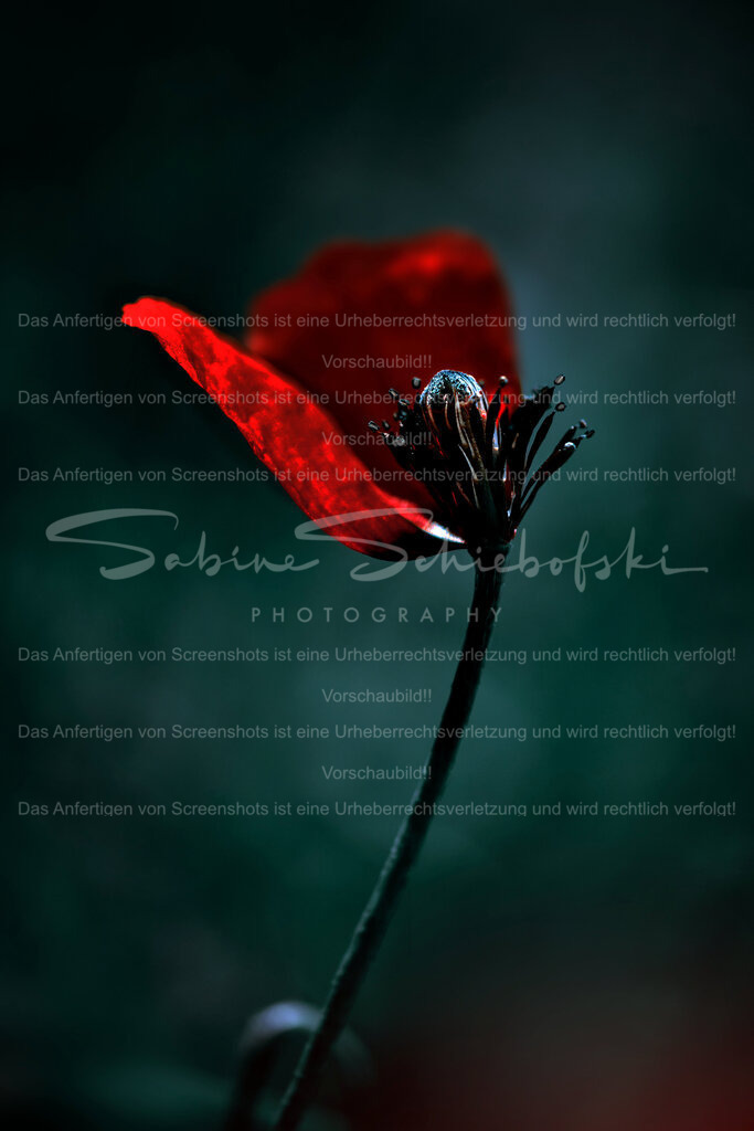 Wandbild Mohn | People- und Tierfotografie, Imageaufnahmen, Veranstaltungsfotografie und Wandbilder aus der Natur ★ Made in Germany ✔️ Druck + Downloads ✔️ Naturfotografie in Top Qualität ★ schneller Versand, weltweite Lieferung! - Realisiert mit Pictrs.com