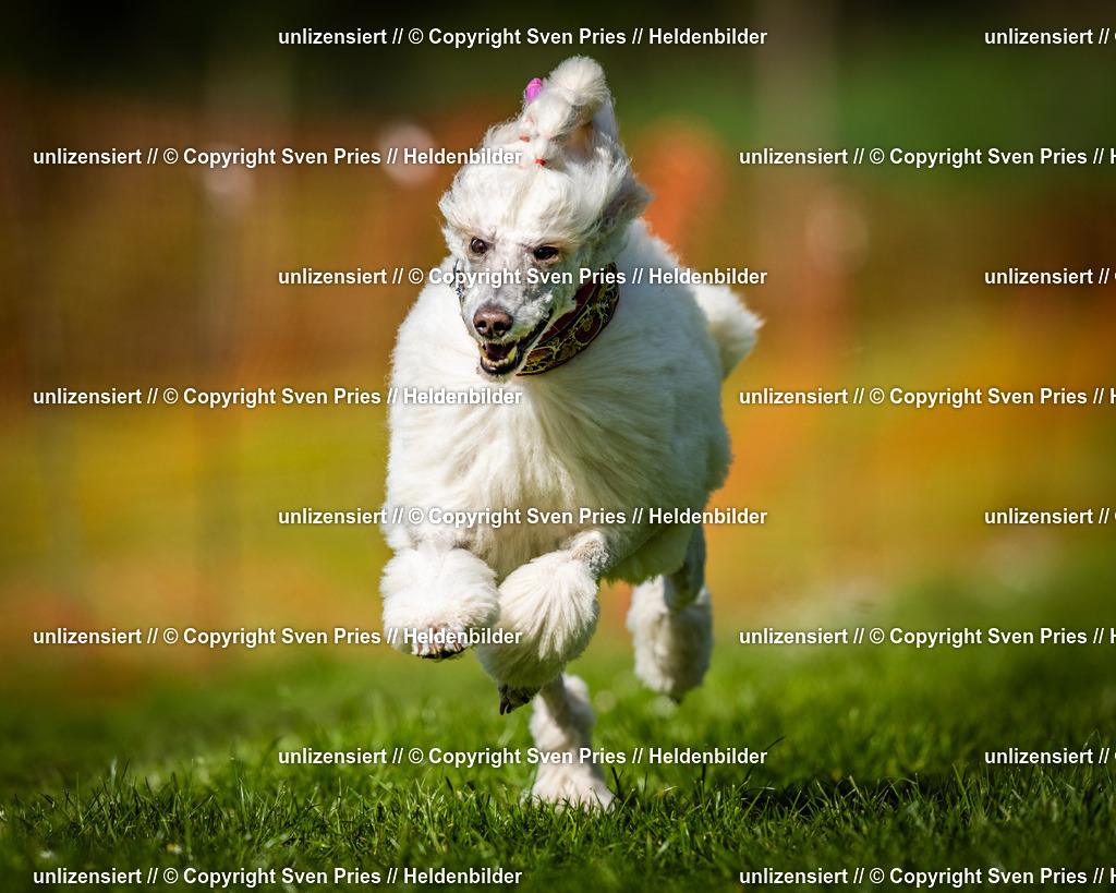 Sven Pries | 2025-04-13 - Hunderennen Baden-Baden - Realisiert mit Pictrs.com