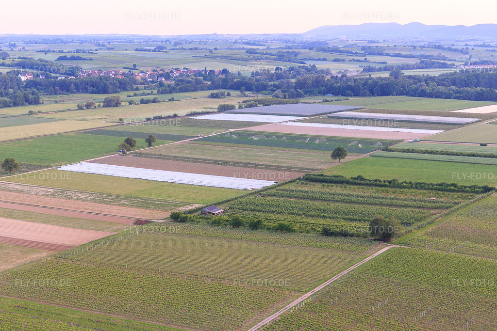 Luftbild: Eier-Meier's Obstplantage im Ortsteil Mühlhofen in Billigheim-Ingenheim im Bundesland Rheinland-Pfalz in Deutschland. Foto: IMG_100560.jpg vom 01.06.2017 durch Werner Riehm/FLY-FOTO.de