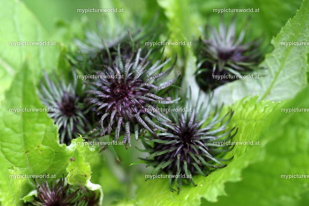Kletten-Ringdistel-001 | Das Bilderarchiv über Tiere, Planzen und Landschaften. In der Bilddatenbank finden Sie ein große Auswahl an hochwertigen Bilder für Ihre Werbung - Realized with Pictrs.com