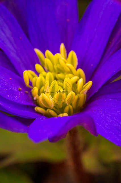 Nahaufnahme von einem Balkan-Windröschen | Eine Nahaufnahme einem Balkan-Windröschen (Anemone blanda) mit gelbem Stempel in voller Blüte, Jena, Thüringen, Deutschland - Realisiert mit Pictrs.com
