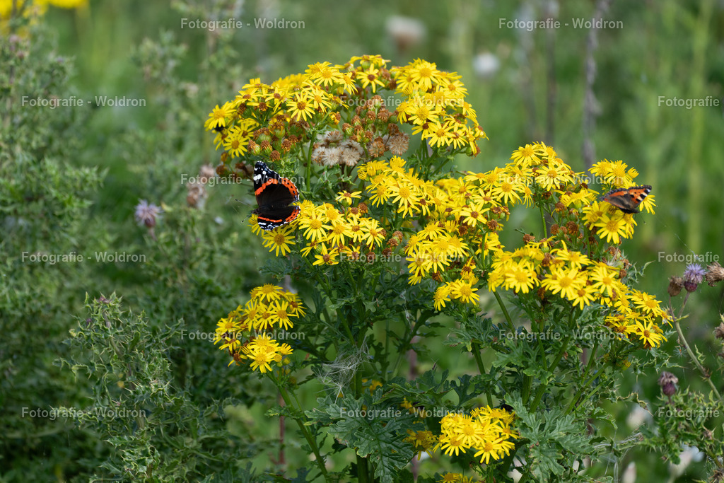 20230815 Isle of Sky - St.Andrews - Dundee-108 | Fotografie Woldron