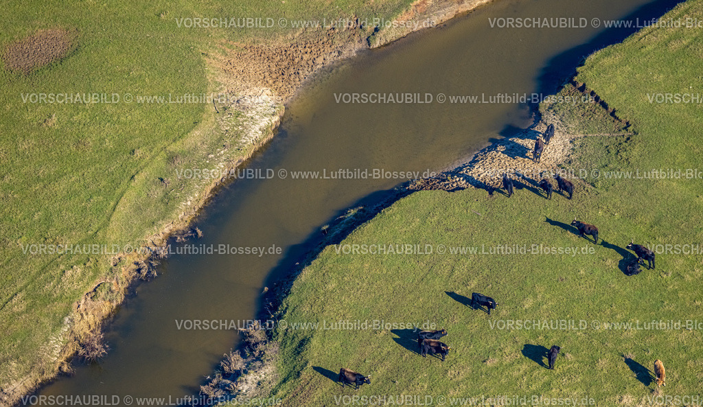 Olfen230206523 | Luftbild, Fluss Stever Nebenarm und NSG Steveraue mit grasenden Rindern, Olfen-Kirchspiel, Olfen, Münsterland, Nordrhein-Westfalen, Deutschland