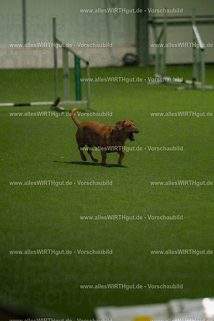 7R508660 | Professionelle Tierfotografie in Mönchengladbach von Daniel Wirth (allesWIRTHgut). Liebevolle & natürliche Bilder von Hunden & Katzen für unvergessliche Erinnerungen.