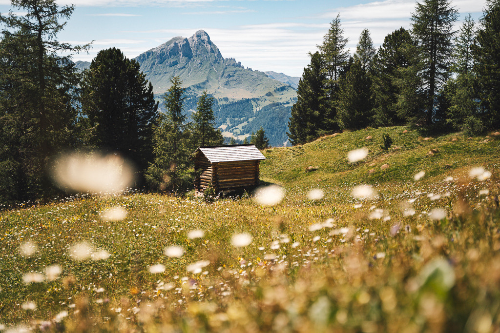 Almblüte – Bergeinsamkeit in den Dolomiten | Eine einfache Holzhütte liegt eingebettet in ein blühendes Almfeld mit Blick auf die Südtiroler Bergwelt. Sommerliche Leichtigkeit und alpine Ruhe verschmelzen zu einem stimmungsvollen Moment in den Bergen. - Realisiert mit Pictrs.com