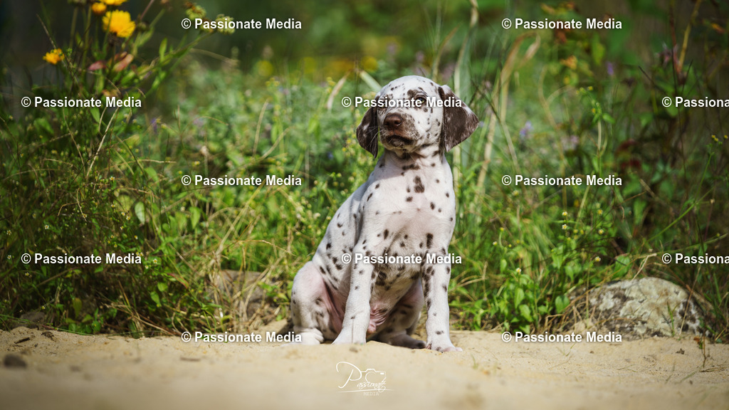 DSC06022 | Passionate Media, dein Fotograf aus Brandenburg, Märkisch Oderland, im Bereich Motorsport, Autos und Motorräder sowie Events und auch Hunde. Shootings oder auch Eventbegleitungen können bei mir gebucht we