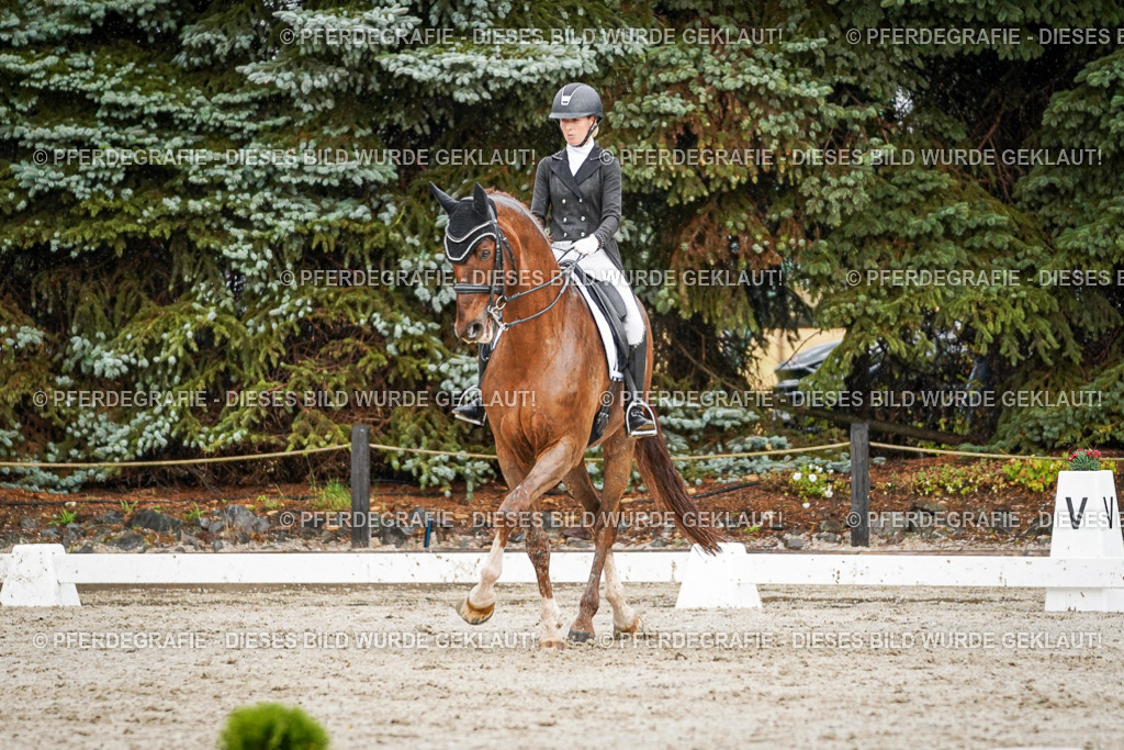 DSC09316 | Pferdegrafie