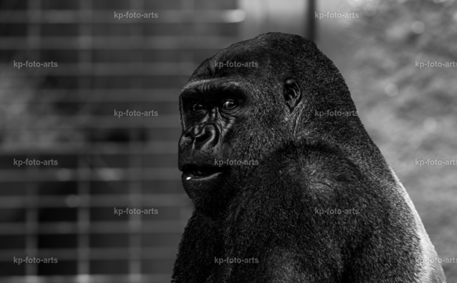 trauriger Gorilla | kp-photogasse.de - Realisiert mit Pictrs.com