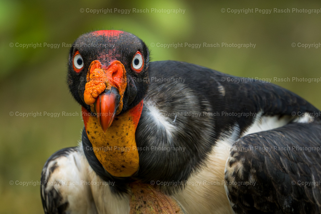 Königsgeier (12) | PeggyRaschPhotography - Realisiert mit Pictrs.com