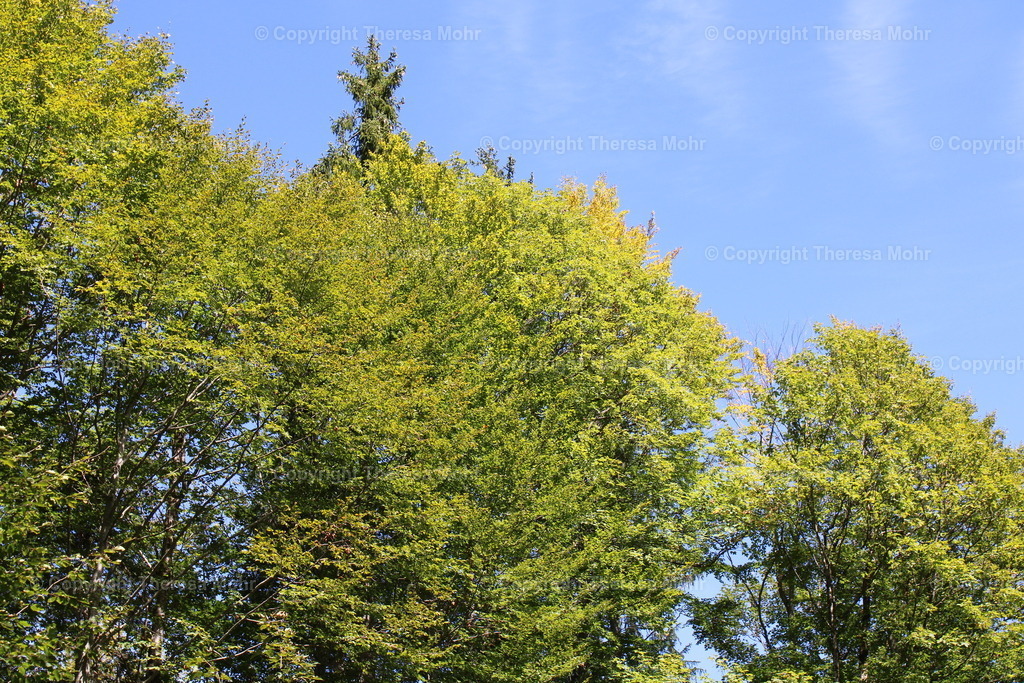 IMG_2322 | Naturpuls - Realisiert mit Pictrs.com