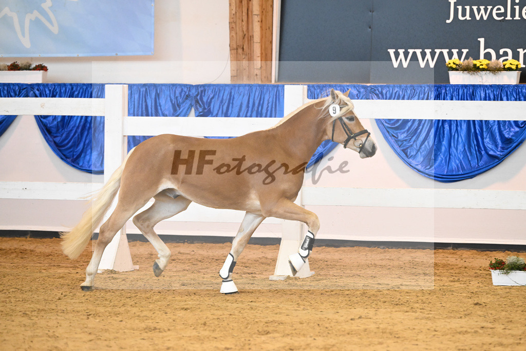 Kat-Nr. 9 Wilson P v. Wegas_Bleicher_60220111 | hf-fotografie - Realisiert mit Pictrs.com