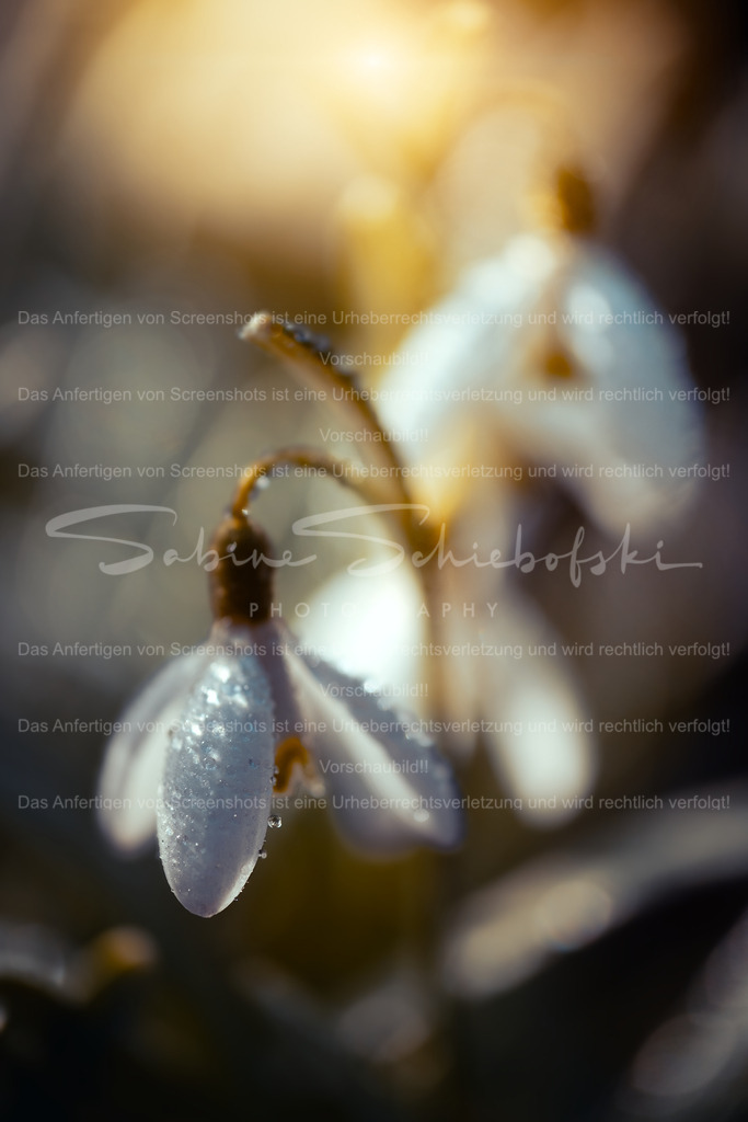 Schneeglöckchen | People- und Tierfotografie, Imageaufnahmen, Veranstaltungsfotografie und Wandbilder aus der Natur ★ Made in Germany ✔️ Druck + Downloads ✔️ Naturfotografie in Top Qualität ★ schneller Versand, weltweite Lieferung! - Realisiert mit Pictrs.com
