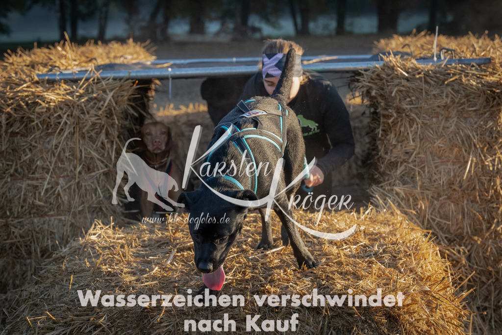 0900_ZZ90534 | kk-dogfotos