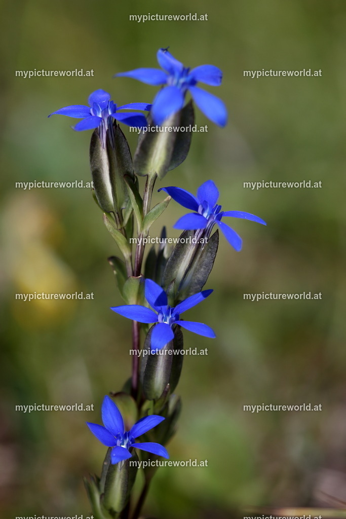 Schlauch-Enzian-005 | Das Bilderarchiv über Tiere, Planzen und Landschaften. In der Bilddatenbank finden Sie ein große Auswahl an hochwertigen Bilder für Ihre Werbung - Realisiert mit Pictrs.com