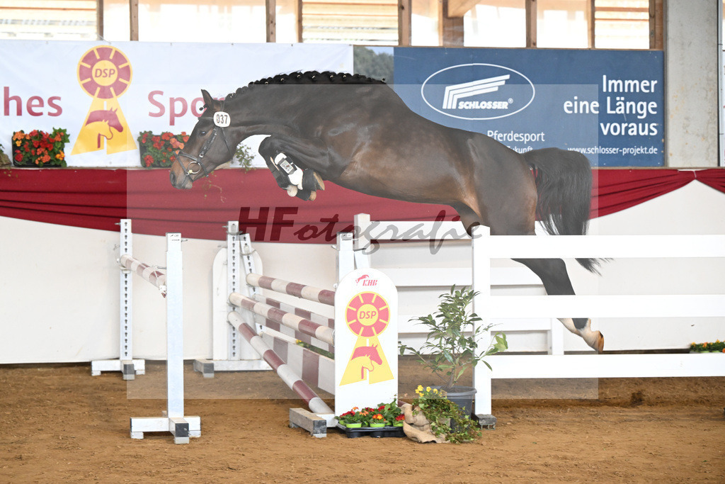 Kat-Nr. 37 Cayennes Cleverle v. Chubakko_ZG Fuell u Tiroke_16250724 | hf-fotografie - Realizzato con Pictrs.com