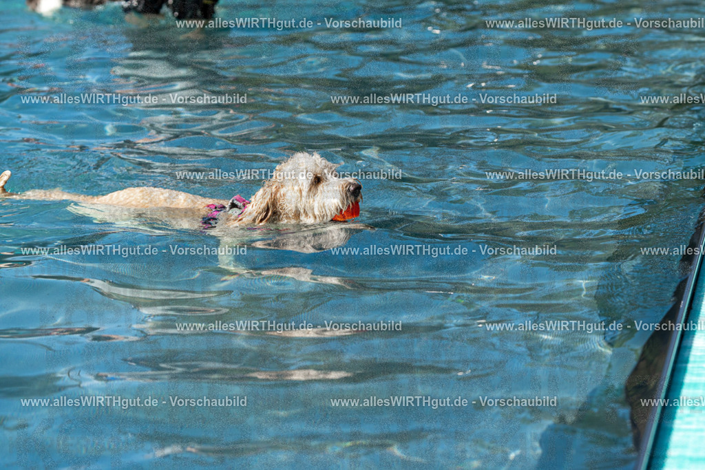 Hundeschwimmen_Volksbad_2026-allesWIRTHgut_Tierfotografie-2609061234-FAY06498 | Professionelle Tierfotografie in Mönchengladbach von Daniel Wirth (allesWIRTHgut). Liebevolle & natürliche Bilder von Hunden & Katzen für unvergessliche Erinnerungen.