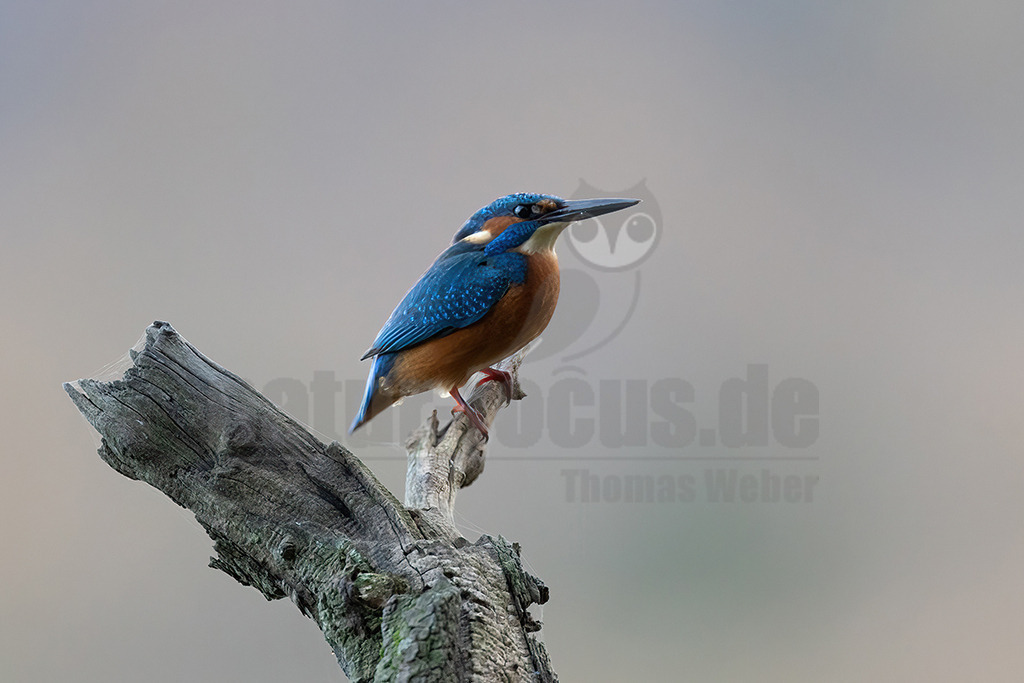 R5M29159_20251110 | Der Bildershop von www.natur-focus.de bietet ihnen den einfachen Kauf von Bildmaterial per Download aus allen Bereichen der Natur. In den Galerien finden sie Landschaftsfotos, Tierbilder und natürlich auf Pflanzenfotos. - Realisiert mit Pictrs.com