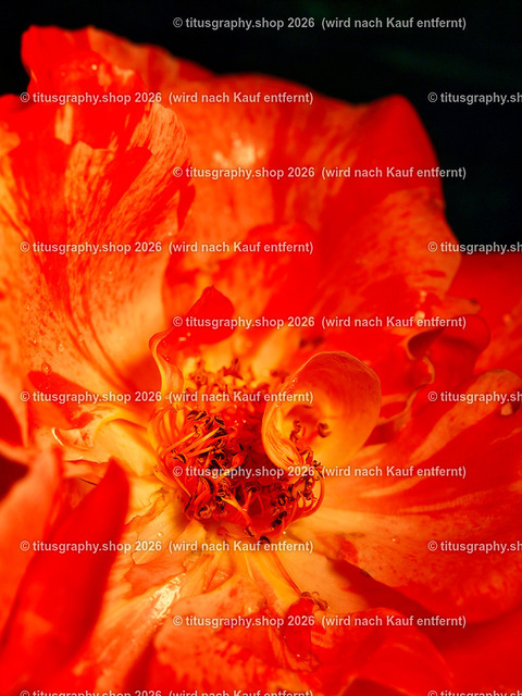 titusgraphy_P6308471-vz-ln | titusgraphy-shop: Geschenkideen mit Qualitätsfotos. titusgraphy-shop: gift ideas with quality photos. titusgraphy-shop: idées cadeaux avec photos de qualité.  - Realisiert mit Pictrs.com