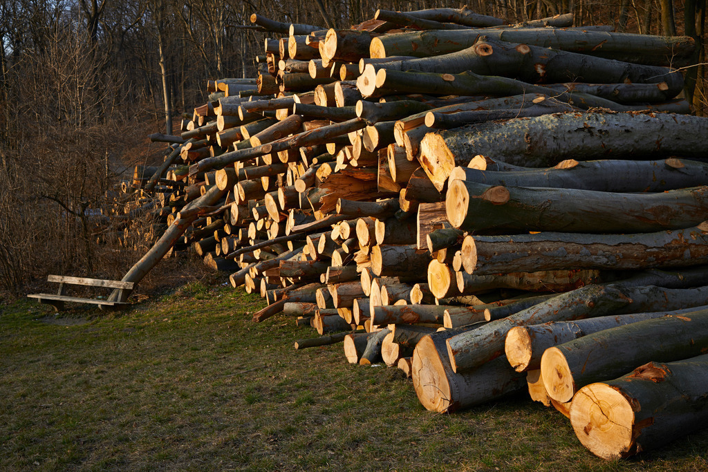 Holzlager im Wald | Wien, Austria - March 08, 2014: Holzlager im Wald. - Realisiert mit Pictrs.com