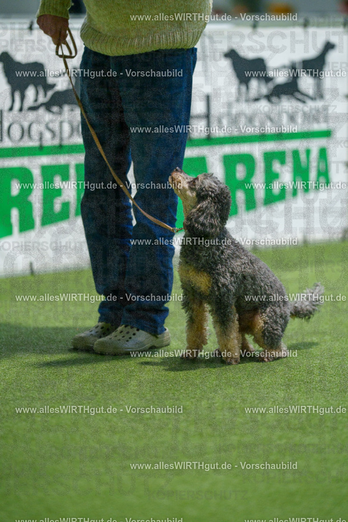 7R505706 | Professionelle Tierfotografie in Mönchengladbach von Daniel Wirth (allesWIRTHgut). Liebevolle & natürliche Bilder von Hunden & Katzen für unvergessliche Erinnerungen.