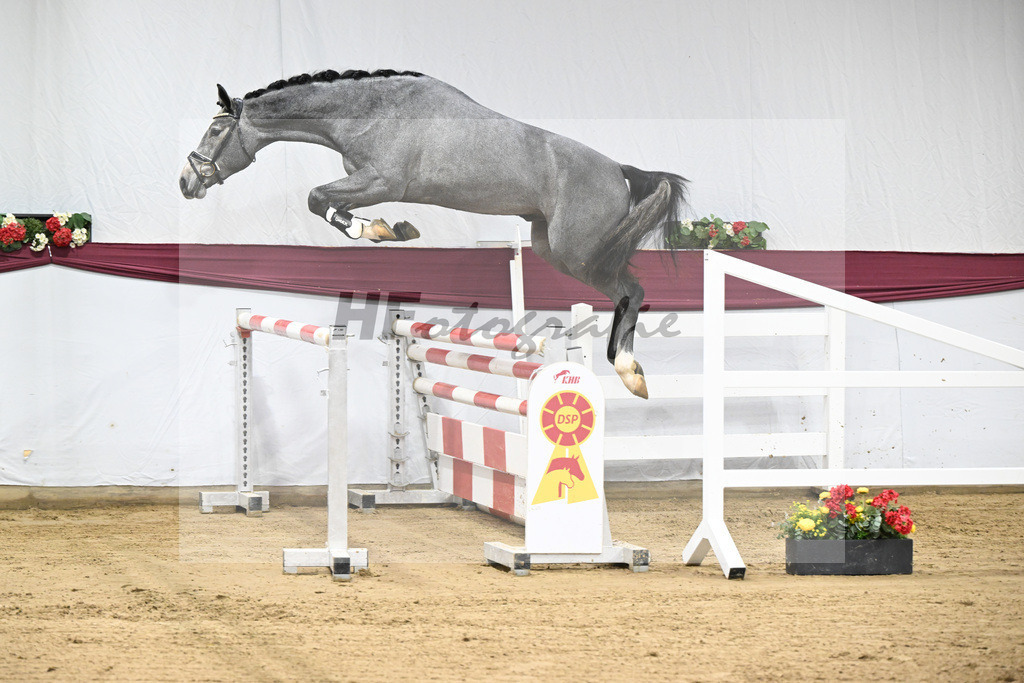 Kat-Nr. 96 Mylord Carthago x Heartbreaker_Daniel Dassler_47253154 | hf-fotografie - Realisiert mit Pictrs.com