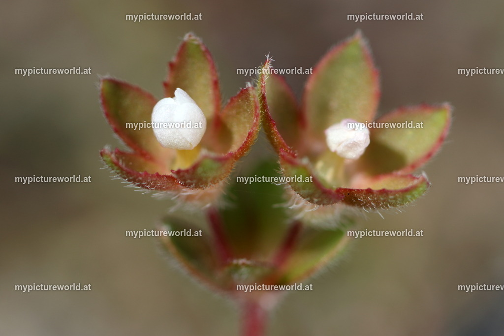 Acker Mannsschild-001 | Das Bilderarchiv über Tiere, Planzen und Landschaften. In der Bilddatenbank finden Sie ein große Auswahl an hochwertigen Bilder für Ihre Werbung - Realized with Pictrs.com