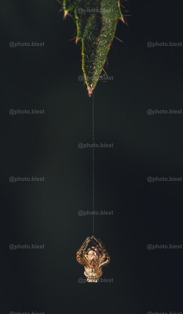The Real Spiderman | Eine winzig-kleine Spinne, die sich von einem Blatt abseilt. Sie war unter 1cm klein. - Realisiert mit Pictrs.com
