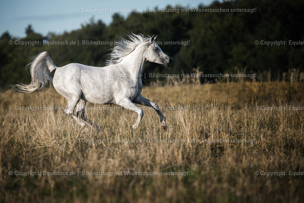 TS_20170716_Araber_Freilauf_0001-2 | Foto: Thomas Hartig