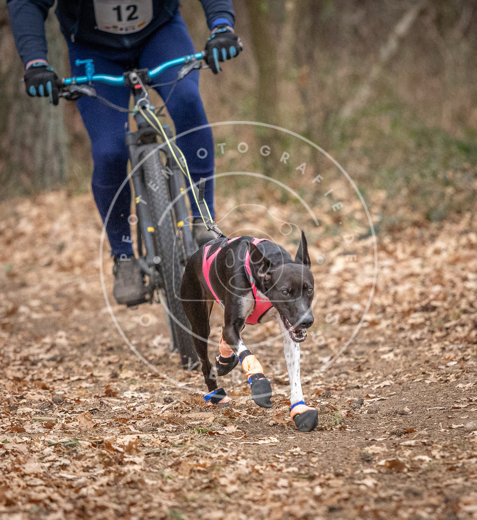 Pfotenfotografie_DV3A6396 | Hundefotografie, Tierfotograf, Pfotenfotografie, Fotoshooting Hund, Hunde Portrait, Hundesport, Hundeportraits, Heideshooting, Hunde, Sportfotograf, Hundefotograf, Turnierhundsport, THS,  - Realisiert mit Pictrs.com