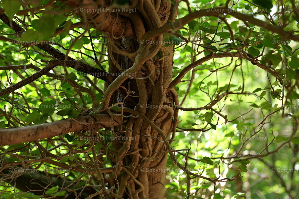 Efeu | Efeu ist eine Kletterpflanze. Sie bietet Lebensraum und Nahrung für Tierarten wie Vögeln, Insekten und kleinen Säugetieren. Die Beeren sind eine wichtige Nahrungsquelle für Vögel im Winter. - Realisiert mit Pictrs.com