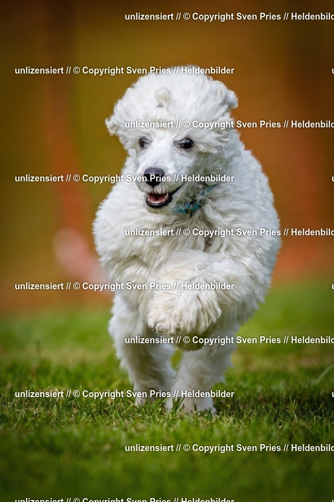 Sven Pries | 2024-09-22 - Hunderennen Baden-BadenPudelverein - Realisiert mit Pictrs.com