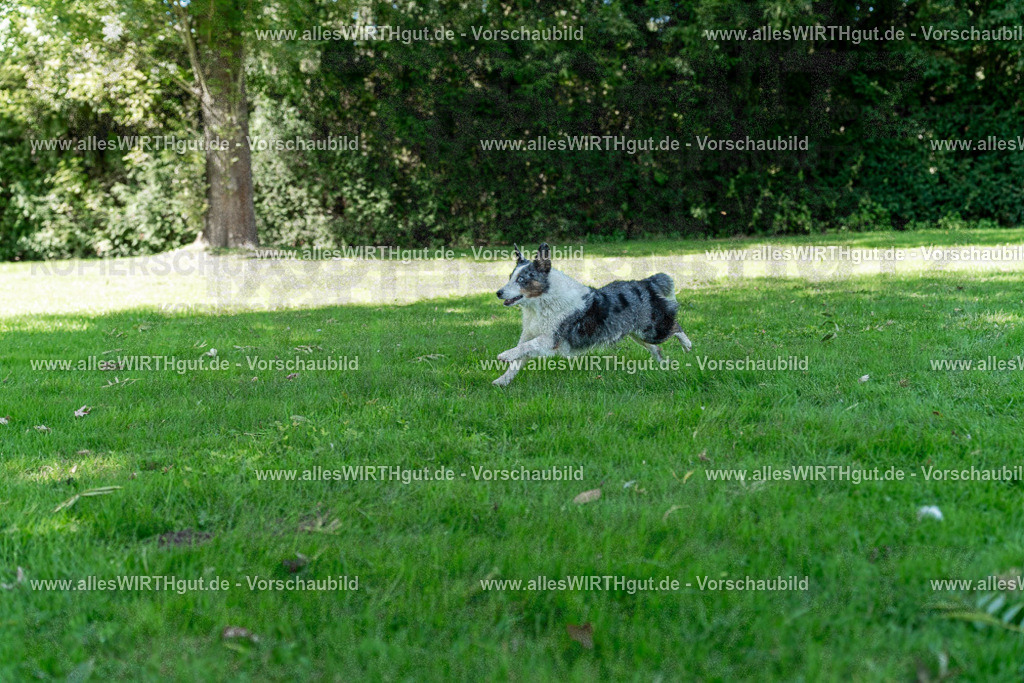 Hundeschwimmen_Volksbad_2026-allesWIRTHgut_Tierfotografie-2609061320-7R500637 | Professionelle Tierfotografie in Mönchengladbach von Daniel Wirth (allesWIRTHgut). Liebevolle & natürliche Bilder von Hunden & Katzen für unvergessliche Erinnerungen.