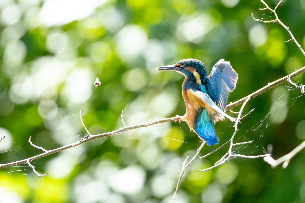 Der Eisvogel | Der Eisvogel (Alcedo atthis) ist aufgrund seines leuchtend bunten Gefieders und seiner pfeilschnellen Jagdweise eine der auffälligsten und schönsten Vogelarten Mitteleuropas. Er wird oft als "fliegender Edelstein" bezeichnet und dient als wichtiger Indikator für die Gesundheit und Naturnähe von Gewässern. - Realisiert mit Pictrs.com