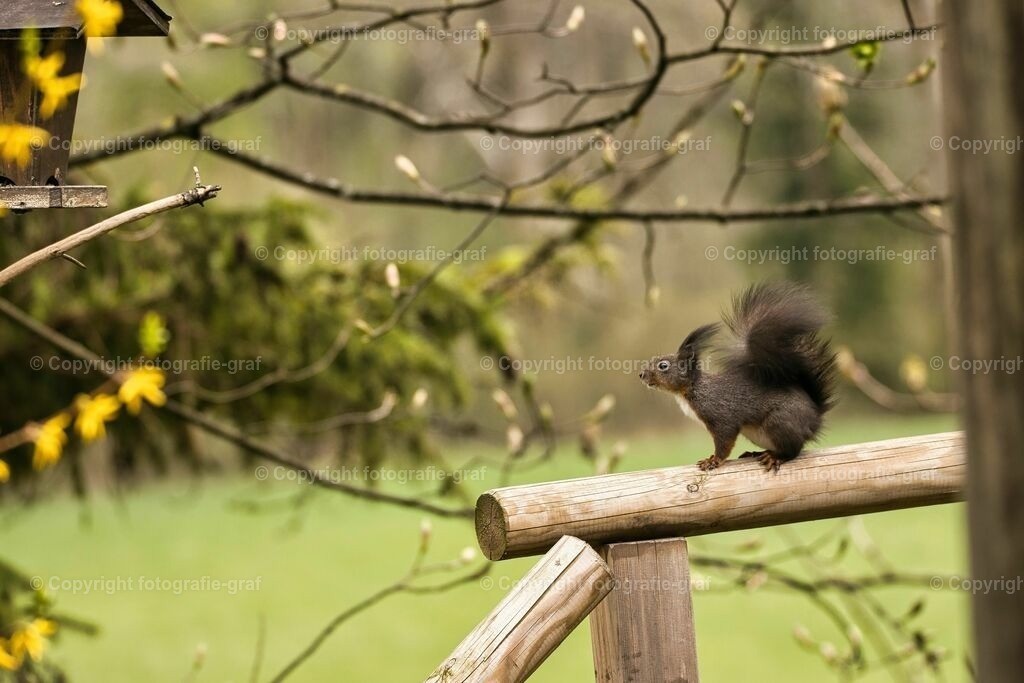 IMG_0555-LU | fotografie-graf - Realisiert mit Pictrs.com