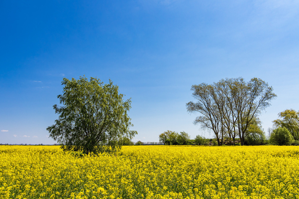 Blühendes Rapsfeld und Bäume bei Parkentin im Frühling | Blühendes Rapsfeld und Bäume bei Parkentin im Frühling.