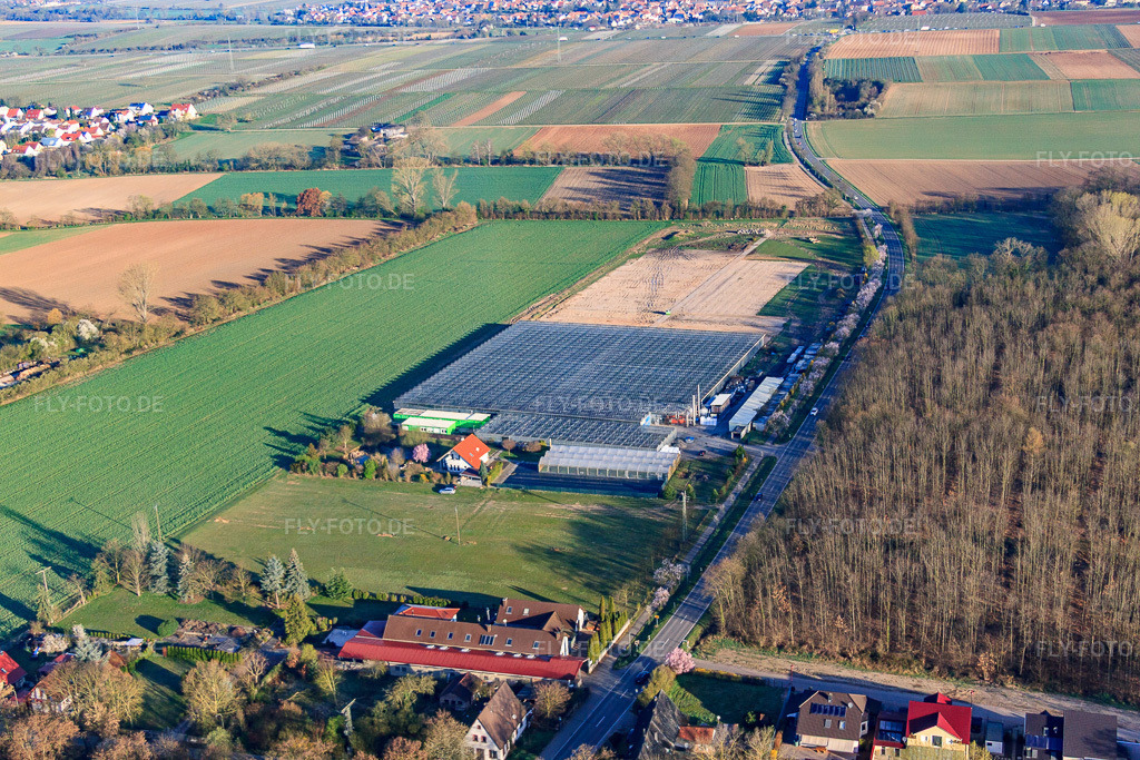 Luftbild: Gewächshäuser von Fehmel Gemüse im Ortsteil Dreihof in Essingen im Bundesland Rheinland-Pfalz in Deutschland. – Foto: IMG_63229.jpg vom 20.03.2014 durch Werner Riehm/FLY-FOTO.de – Auflösung des Originals: 4752 x 3168 px – Fesa